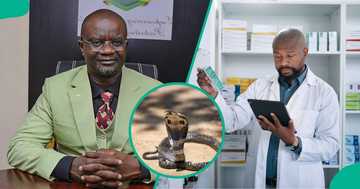 Ifunanya: Pharmacists unveil actual cost of anti-snake venom in Nigeria