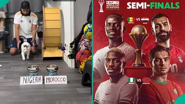 AFCON: Cat predicts Nigeria vs Morocco semi-final match winner, clip trends