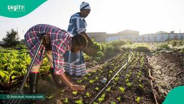 Nigerians invited to submit application for business loans up to N50m