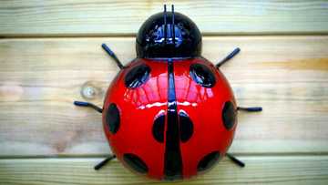 200+ things that are red: dazzling examples in nature - Legit.ng