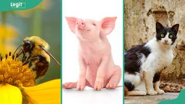 What is the cleanest animal in the world? Top 10 contenders - Legit.ng