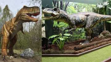 Fear as woman claims she spotted a baby dinosaur running near her home