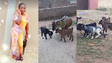 "This is my year": Nigerian lady celebrates joyfully as her 5 goats gives birth to 11 children, posts photos