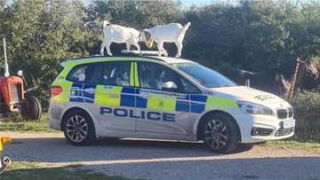 These animals are in trouble: Funny reactions as UK police put out 'notice' on goats that 'destroyed' its patrol car (photo)
