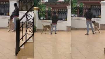 "You don't know your job": Woman sees security dog playing with strange man who broke into the house, video trends