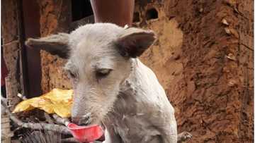 Nigerian man shows off his dog named lady Chinyere, says he has huge 'plans' for the dog