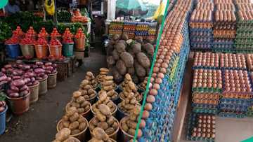 Egg price crashes, traders share new cost for a crate
