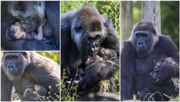 Do animals also behave like humans? These powerful images show moment newborn gorilla was cuddled by mom moments after delivery