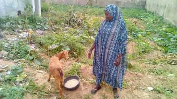 Kano ta Dabo tumbin giwa: An yi shagalin bikin sunan wata akuya da ta haihu a jihar Kano