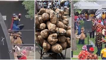 "Even the gods don japa": Video shows Igbos celebrating new yam festival in Canada with masquerades in video