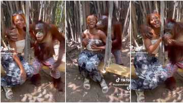 "I'm shocked": Lady stunned as romantic monkey fondles and kisses her, video goes viral on TikTok