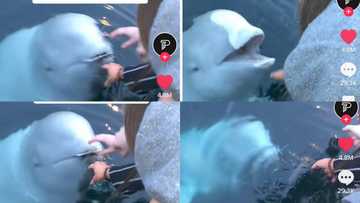 "This is how they treat us": Whale helps woman find her phone that fell into water, gives it back to her