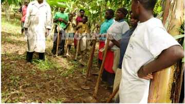 Abin mamaki: Wani mutum mai 'ya'ya 100 ya auro mata 4 don bukatar karin haihuwa