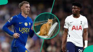 Chelsea vs Tottenham: Mysterious cat predicts Premier League London derby