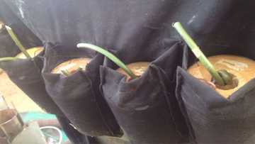 Kaiƙayi koma kan mashekiya: Yar ƙunar baƙin wake ta kai hari a Borno, ya ƙare akanta