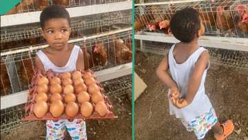 "She is learning": Man takes his daughter to help out in his poultry farm, her photos go viral