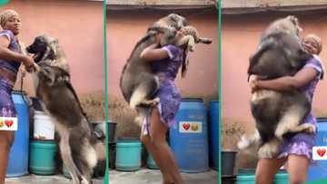 Courageous lady lifts giant Caucasian shepherd dog, holds it to her chest like human being