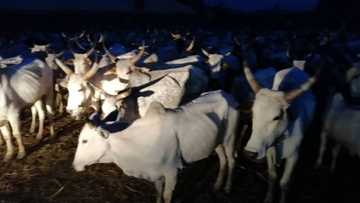 Bakuwar cutar dabbobi ta halaka shanu da yawa a jahar Jigawa