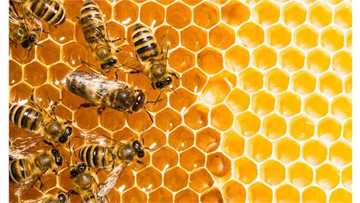 Tirkashi: Kudan Zuma sun tashi gari guda a Arewacin Najeriya