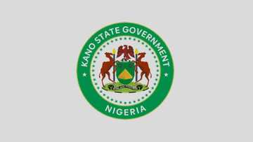 Kano Tumbin Giwa: Ganduje ya dauka masu rawar koroso 45 aikin dindindin