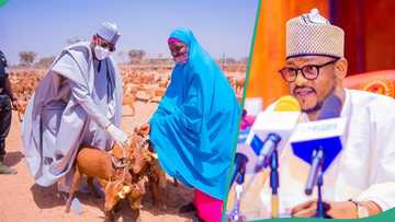 Nigerian governor begins distribution of 40,000 goats, location announced: “It cost N5.7 billion”