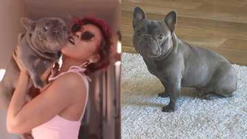Hollywood actress Taraji P Henson mourns death of her dog K-Ball