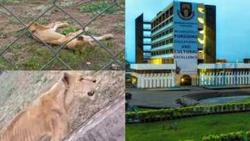 It's ridiculous and disgraceful: Outrage over video of malnourished lions left for dead inside OAU zoo