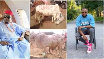 “You deserve everything good”: Obi Cubana says as he donates 6 cows for Tunde Ednut’s birthday, photos trend