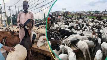 Eid-El-Kabir 2025: Ram prices soar in Kano as many struggle to afford Salah celebrations