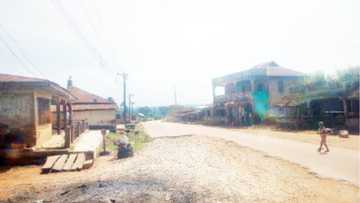 Ara: Wani karamin gari a Najeriya da aka haramta kiwon karnuka (Hoto)