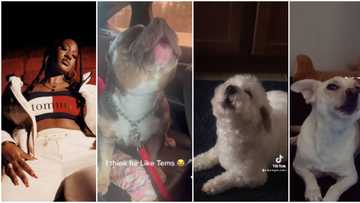 "She should hold a concert for them": Fans gush over videos of dogs 'singing' along to Tems' Free Mind song