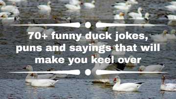 70+ funny duck jokes, puns and sayings that will make you keel over