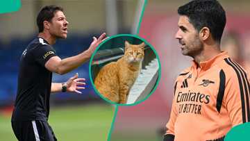 Arsenal vs Chelsea: Mysterious cat predicts Premier League London derby