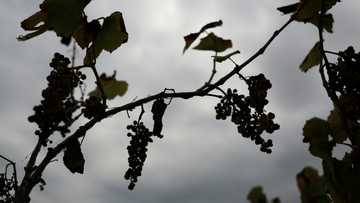 Withering vines: California grape farmers abandon fields as local wine struggles