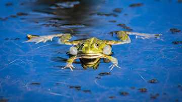 100+ great toad and frog names for your small amphibian friend