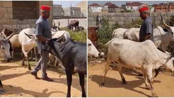 How can humans and animals be struggling for road? Kenneth Okonkwo laments as cows take over street in Abuja