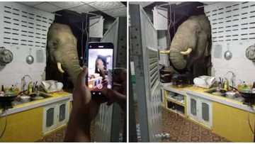 Katuwar Giwa ta Fada Gidan Wata Mata Neman Abinci, Jama'a Sun Dinga Mamaki