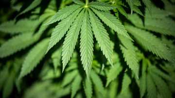 Cannabis investment platform hit with Spain lawsuit