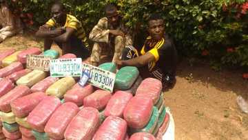 An kama kurtun soja da kananan buhunhunan tabar wiwi 169 a Jigawa (Hoto)