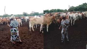 Photos show successful female herdsman people cannot stop talking about (see her cows)