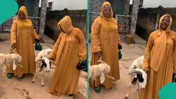Eid al-Kabir: Nigerian man shows love to his two wives, gifts each a ram for Sallah, video trends
