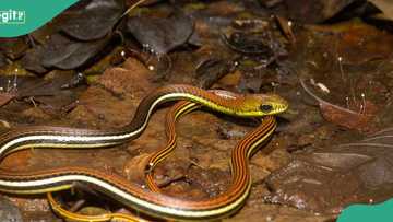 Snakebite: Expert mentions actions that reduces victims’ chances of survival