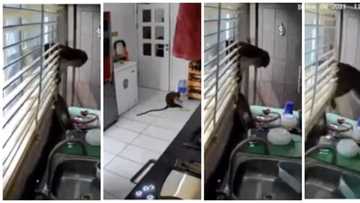 Hungry monkeys invade homes in Lekki, ransack kitchens & food racks in video; agency reacts