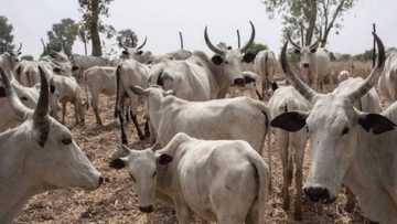 Bayelsa: Saniyar Kirsimeti ta Tumurmusa Shugaban Matasa, Ta Aike shi Lahira