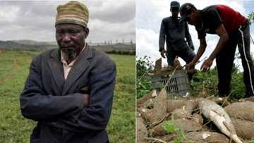 "I regret this business": Nigerian man buys truckload of yams N20 each from Makurdi, sells at loss in Lagos