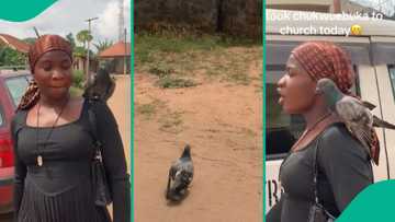 Lady who has pet pigeon goes to church with it on her shoulder, video fascinates netizens