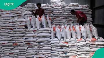 Price of rice rises to N160k as power outage worsens in Gombe state