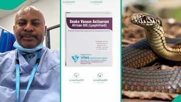 Snakebite: Doctor shares price of antivenom as he laments, amount he posted triggers Nigerians