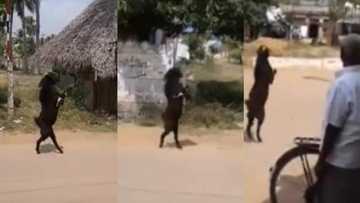 Goat becomes internet sensation after leaving villagers stunned by walking on hind legs (photos)