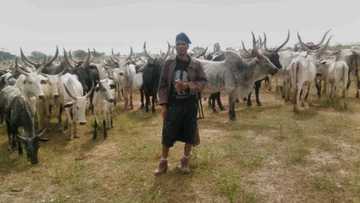 Wani jarumi a Kaduna ya kama barayin shanu, bindigu da dabbobin sata shi kadai